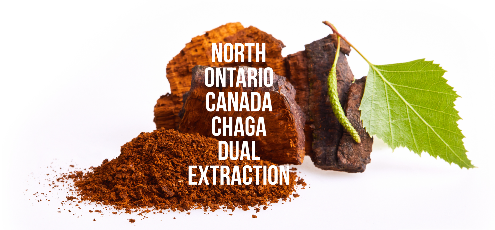 North Ontario Canada Chaga Dual Extraction